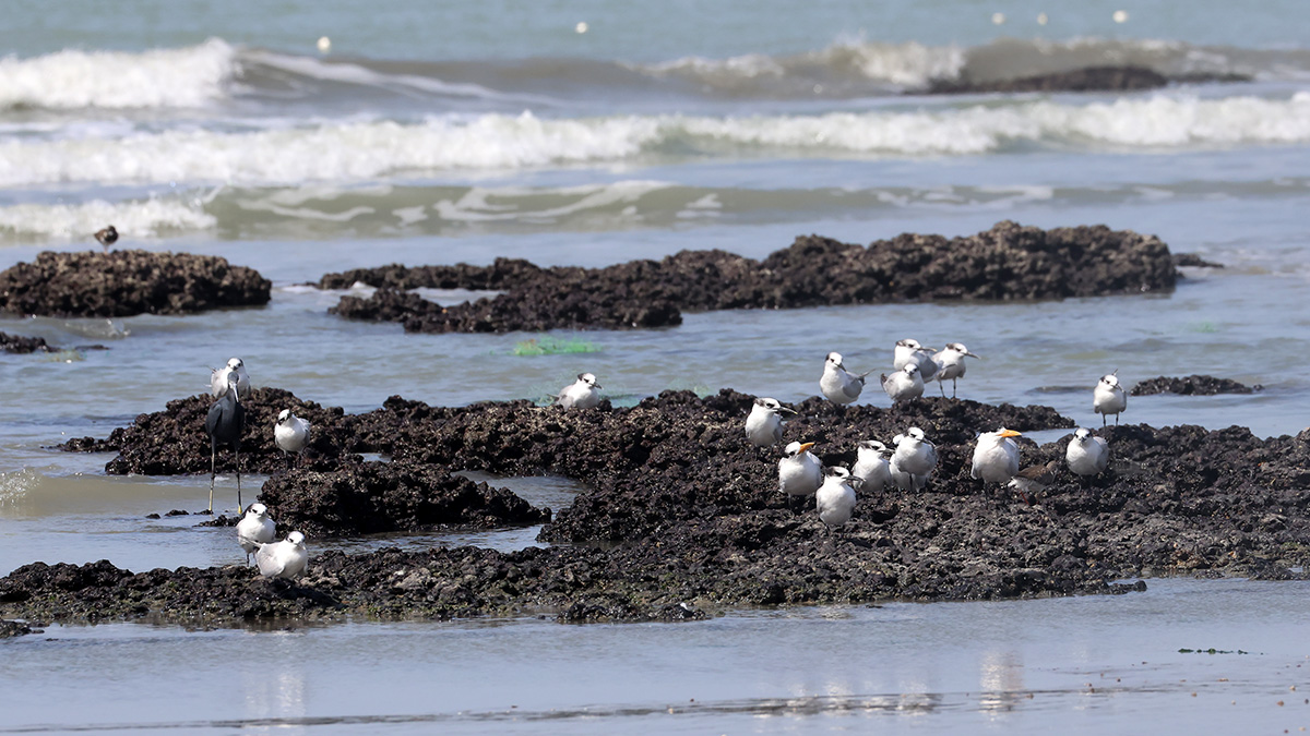 Sandwich Tern, Royal Tern en Western Reef Egret
